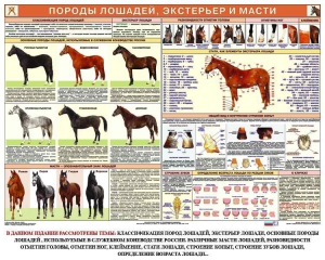 Комплект плакатов "Служебное коневодство" - fgospostavki.ru - Уфа