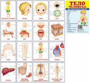 Раздаточные карточки "Тело человека" - fgospostavki.ru - Уфа