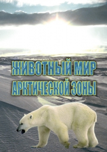 DVD "Животный мир Арктической зоны" - fgospostavki.ru - Уфа