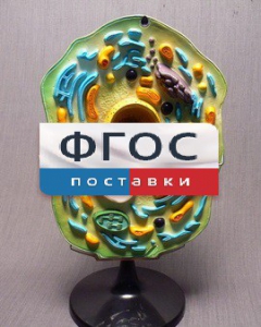 Модель "Клетка растения" - fgospostavki.ru - Уфа