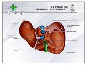 Стенд "Строение печени человека" - fgospostavki.ru - Уфа