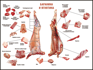 Таблица "Правила разделки мясных туш. Баранина и ягнятина" (100х140 сантиметров, винил) - fgospostavki.ru - Уфа