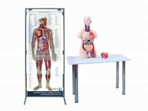 Интерактивный учебный комплекс "Анатомический атлас 3D" - fgospostavki.ru - Уфа