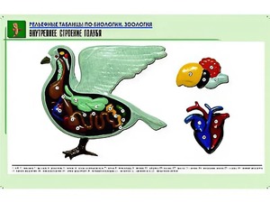 Рельефная таблица "Внутреннее строение голубя" (формат А1, матовое ламинирование) - fgospostavki.ru - Уфа