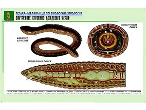 Рельефная таблица "Внутреннее строение дождевого червя" (формат А1, матовое ламинирование) - fgospostavki.ru - Уфа