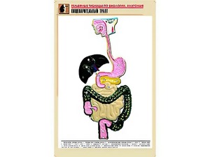 Рельефная таблица "Пищеварительный тракт" (формат А1, матовое ламинирование) - fgospostavki.ru - Уфа