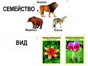 Модель-аппликация "Классификация растений и животных" (ламинированная) - fgospostavki.ru - Уфа