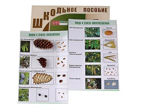 Коллекция "Шишки, плоды, семена деревьев и кустарников" - fgospostavki.ru - Уфа