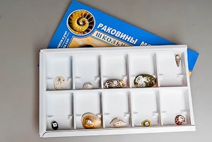 Коллекция "Раковины моллюсков" - fgospostavki.ru - Уфа
