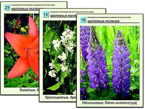 Гербарий фотографический "Основные группы растений" - fgospostavki.ru - Уфа