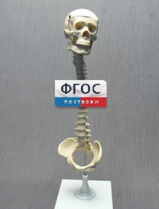 Модель "Позвоночник с черепом и тазом" - fgospostavki.ru - Уфа