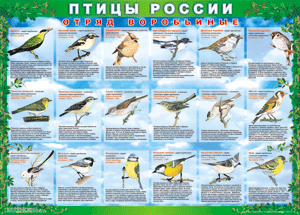Комплект таблиц "Птицы России (4 листа)" (100х140 сантиметров, винил) - fgospostavki.ru - Уфа