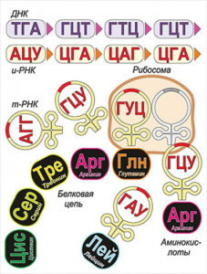 Модель-аппликация Биосинтез белка - fgospostavki.ru - Уфа