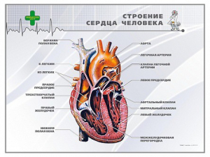 Стенд "Строение сердца человека" - fgospostavki.ru - Уфа