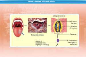 Интерактивные курсы. Биология 10 класс. Расширенный. - fgospostavki.ru - Уфа
