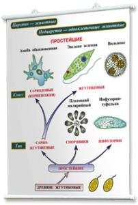 Плакаты по биологии для оформления кабинета. - fgospostavki.ru - Уфа