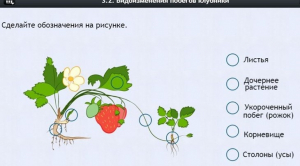 Интерактивные курсы. Биология 7 класс. Расширенный. - fgospostavki.ru - Уфа