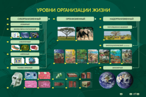 Электрифицированный стенд "Уровни организации жизни" - fgospostavki.ru - Уфа