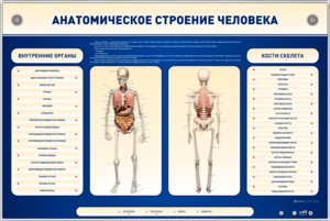Электрифицированный стенд-тренажер c макетом скелета "Анатомическое строение человека" - fgospostavki.ru - Уфа