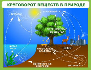 Стенд "Круговорот веществ" - fgospostavki.ru - Уфа