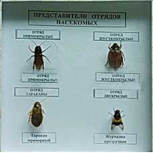 Коллекция энтомологическая "Представители отряда насекомых" - fgospostavki.ru - Уфа