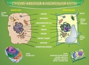 Стенд "Строение животной и растительной клеток" - fgospostavki.ru - Уфа