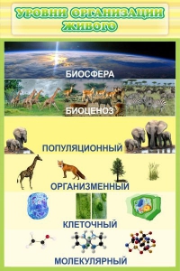 Стенд "Уровни организации живого" - fgospostavki.ru - Уфа