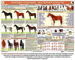 Комплект плакатов "Служебное коневодство" - fgospostavki.ru - Уфа