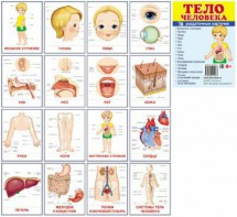 Раздаточные карточки "Тело человека" - fgospostavki.ru - Уфа