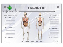Электрифицированный стенд-тренажер "Скелетон" - fgospostavki.ru - Уфа