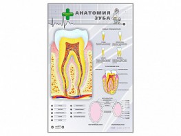 Электрифицированный стенд "Анатомия зуба" - fgospostavki.ru - Уфа