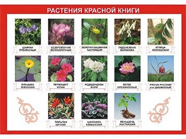 Таблица демонстрационная "Растения Красной книги" (винил 70*100) - fgospostavki.ru - Уфа