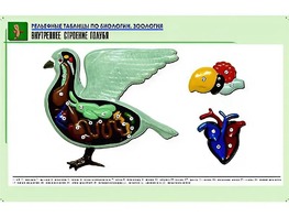 Рельефная таблица "Внутреннее строение голубя" (формат А1, матовое ламинирование) - fgospostavki.ru - Уфа
