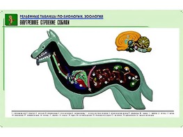 Рельефная таблица "Внутреннее строение собаки" (формат А1, матовое ламинирование) - fgospostavki.ru - Уфа