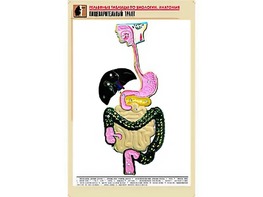 Рельефная таблица "Пищеварительный тракт" (формат А1, матовое ламинирование) - fgospostavki.ru - Уфа