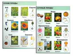 Коллекция "Семена и плоды" - fgospostavki.ru - Уфа