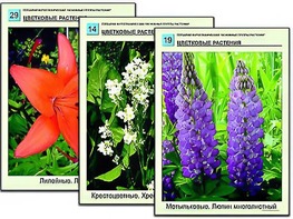 Гербарий фотографический "Основные группы растений" - fgospostavki.ru - Уфа