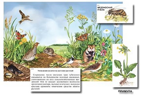 Магнитный плакат-аппликация "Луг: биоразнообразие и взаимосвязи в сообществе" - fgospostavki.ru - Уфа
