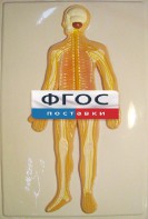 Модель барельефная "Нервная система человека" - fgospostavki.ru - Уфа