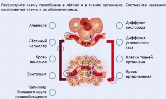 Интерактивные курсы. Биология 9 класс. Расширенный. - fgospostavki.ru - Уфа