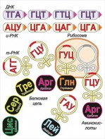 Модель-аппликация Биосинтез белка - fgospostavki.ru - Уфа
