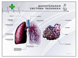 Стенд "Дыхательная система человека" - fgospostavki.ru - Уфа