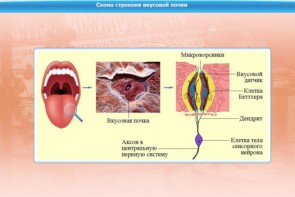 Интерактивные курсы. Биология 10 класс. Расширенный. - fgospostavki.ru - Уфа