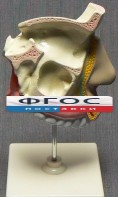 Модель "Разрез носоглотки" - fgospostavki.ru - Уфа