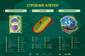 Электрифицированный стенд "Строение клетки" с маркерными полями - fgospostavki.ru - Уфа