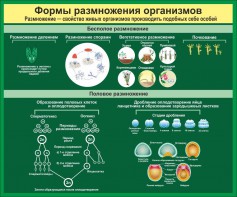 Стенд "Формы размножения организмов" - fgospostavki.ru - Уфа