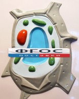 Модель барельефная "Растительная клетка" - fgospostavki.ru - Уфа