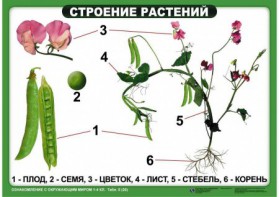 Комплект таблиц "Ознакомление с окружающим миром 1-4 класс" - fgospostavki.ru - Уфа