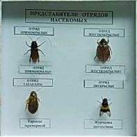 Коллекция энтомологическая "Представители отряда насекомых" - fgospostavki.ru - Уфа