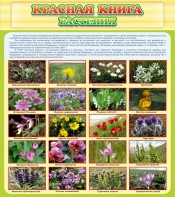 Стенд "Красная книга - растения" - fgospostavki.ru - Уфа